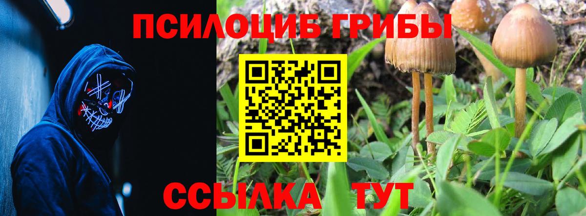 Псилоцибиновые грибы прущие грибы Северск